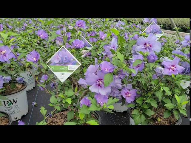 Hibiscus Blue Chiffon® (Rose of Sharon) // FABULOUS Blue Flowering Shrub From Proven Winners®!!