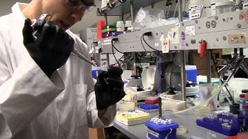 01 Colony PCR with master mix part 1