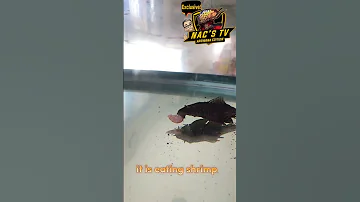 Pleco eating something else aside from algae!