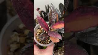 видео: Залипательный обзор замиокулькасов  картинка: Залипательный обзор замиокулькасов