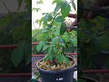 ইরাণী গোলাপ #tanvirhobbies #gardening