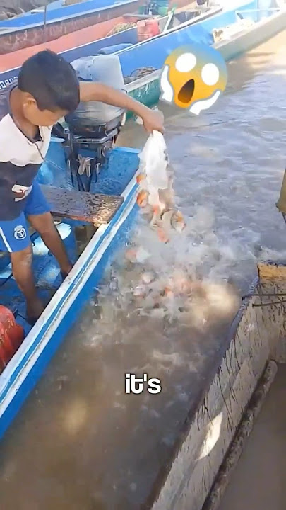 Piranhas vs Fish