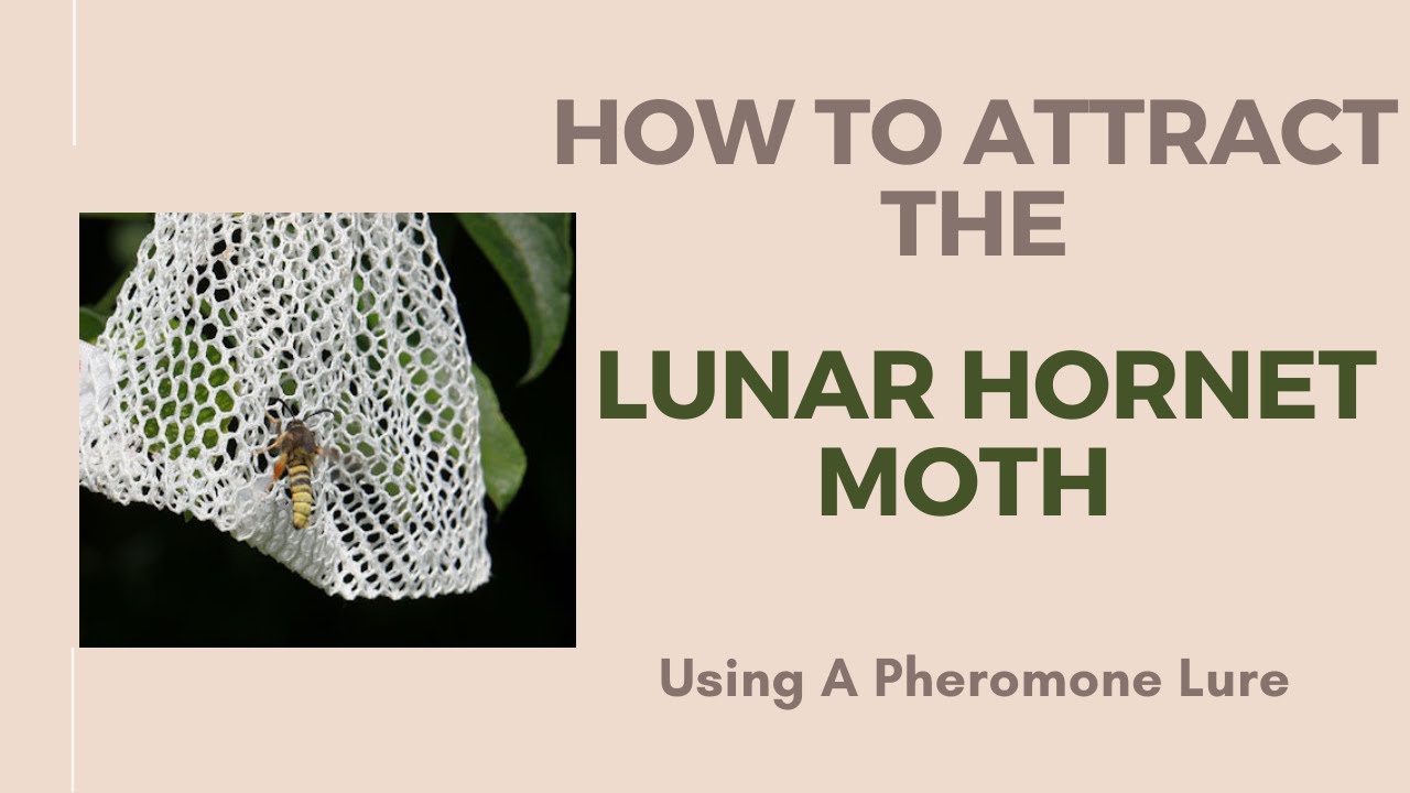 Attracting Moths, How To Use A Pheromone Lure To Attract The Lunar Hornet Moth