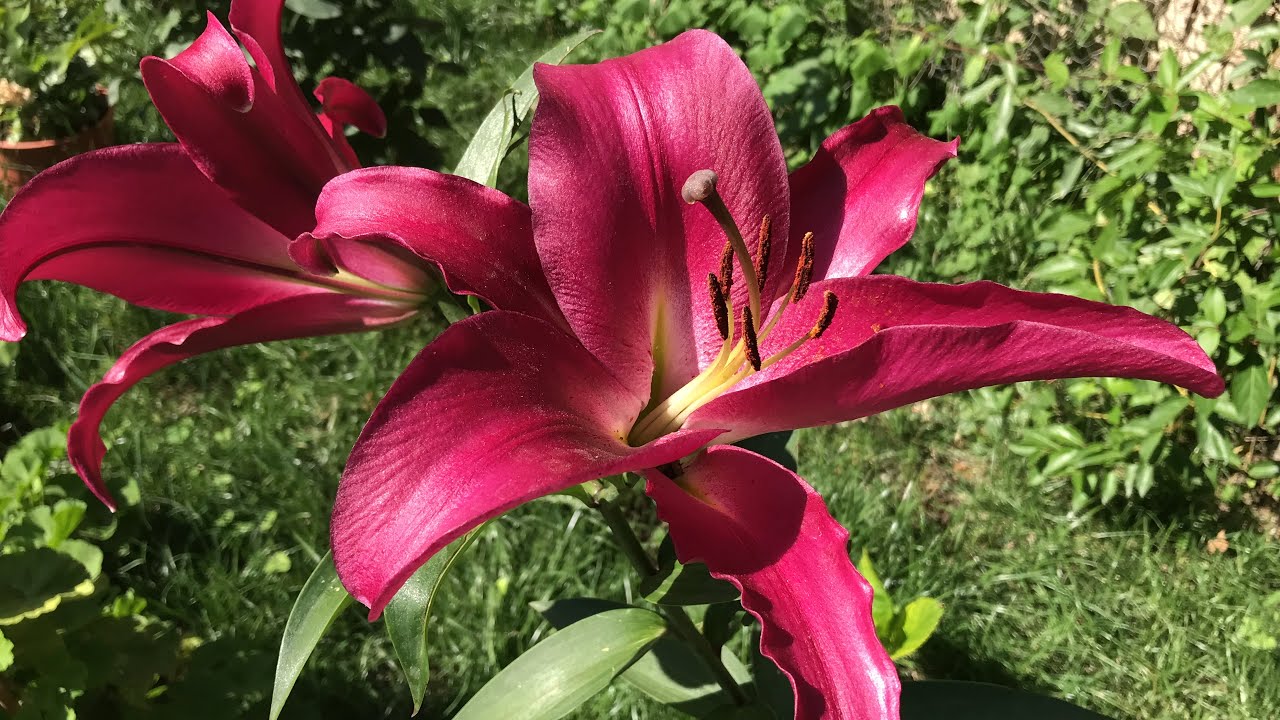 A101’den aldığımız zambak çiçeği bakımı