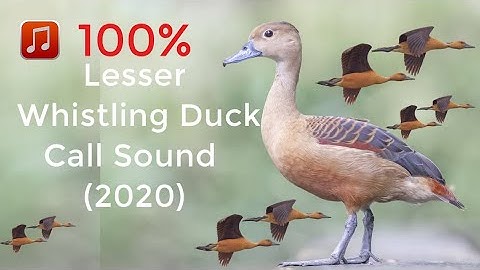 Lesser Whistling Duck Call Sound | Lesser Whistling Duck Hunting Call