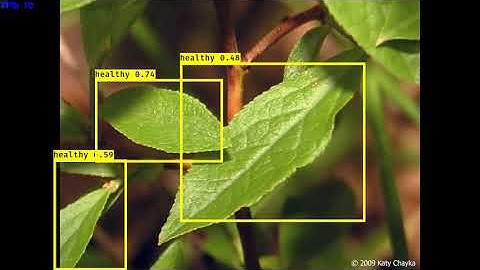 Plant Disease and Dryness Detection