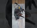 #playtime #luna #cat #ambientmusic
