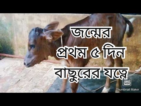 ভিডিও: চাঁদ বাছুর মানে কি?