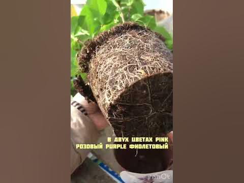 ШОК Новинка Гортензия Таблетензия #гортензия #hydrangeas #таблетензия ...