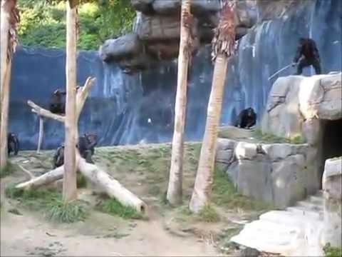 Chimpanzees Fight with Sticks (Sopalı Şempanze Kavgası)