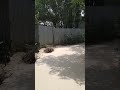 নামাজ না পরলে যে ক্ষতি হয়