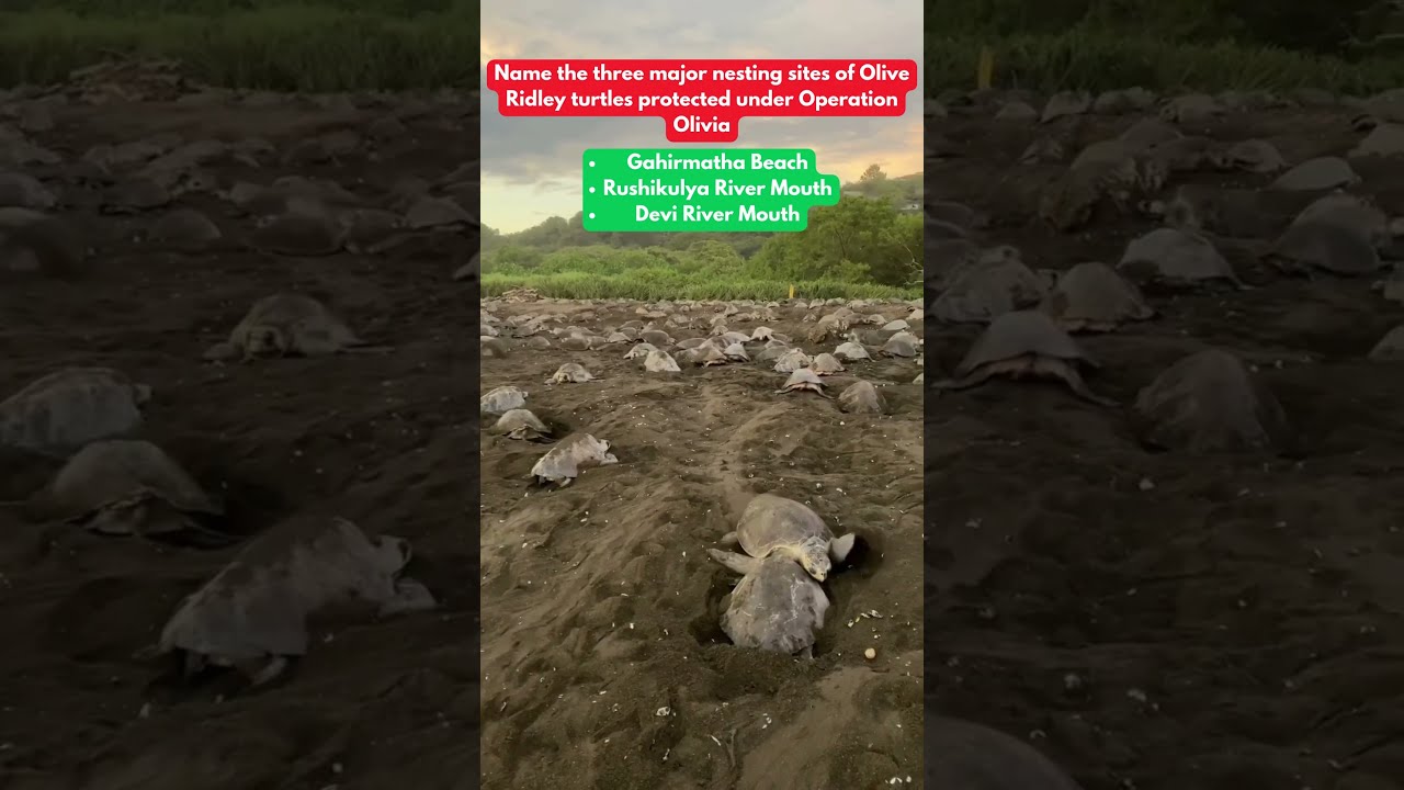 Operation Olivia Explained – Save the Turtles | Indian Coast Guard Initiative | 