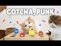 Funny Cat Whack-a-Mole Challenge