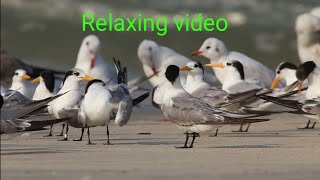 Rexing Music Bird Sund.bewtifull Sund & Bewtifull Day Enjoi Your Life.this Video Is Mind Fresh Video