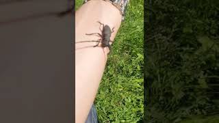Scary looking beetle crawls up my arm (longhorn) :o Scary looking beetle crawls up my arm (longhorn) :o