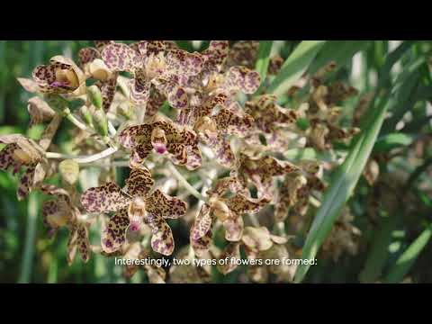 Video: Orhideea tigru: descriere, caracteristici ale creșterii acasă