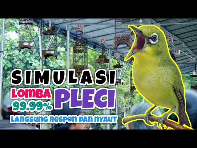 SIMULASI LOMBA BURUNG PLECI, TERAPI UNTUK MELATIH MENTAL PLECI class=