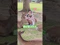 鹿好きの観光客 奈良公園 💕🌿👌
