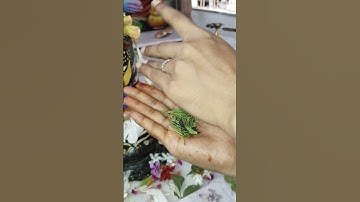 शमी पत्र के साथ काली तिल का उपाय #pradeepmishraji #mhadevbhakt #shivmahapurankatha #shamipatra