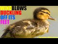 Wind Blows Duckling Off Its Feet