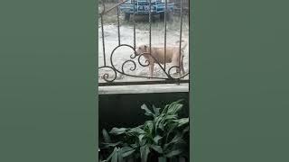 Suara anjing yang paling enak banget di dengari