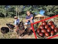 Un incroyable elevage familial de poules de race anciennes