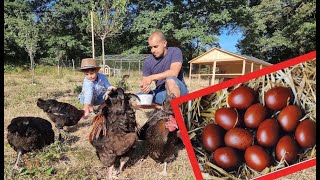 Un INCROYABLE ELEVAGE FAMILIAL de POULES DE RACE ANCIENNES