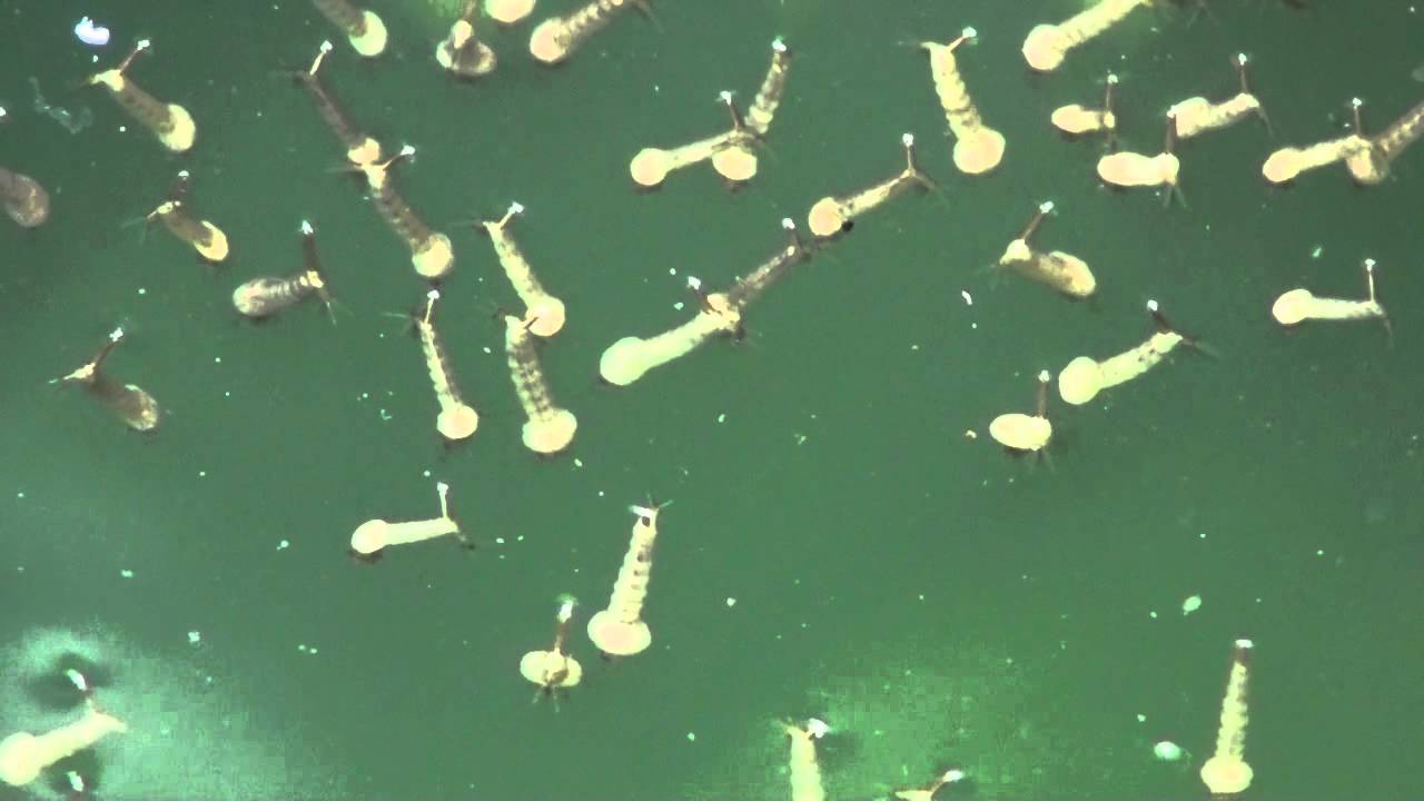Pond Larvae YouTube Pond Larvae YouTube