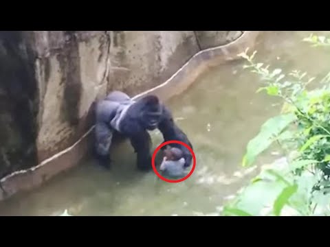 Video: Bol harambe gorila striebrochrbtá?