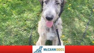 Skye the 5 month old irish wolfhound weighs in at over 60 pounds. and
she has an excellent retrieve for a big puppy! be sure to sign up our
newsletter at...