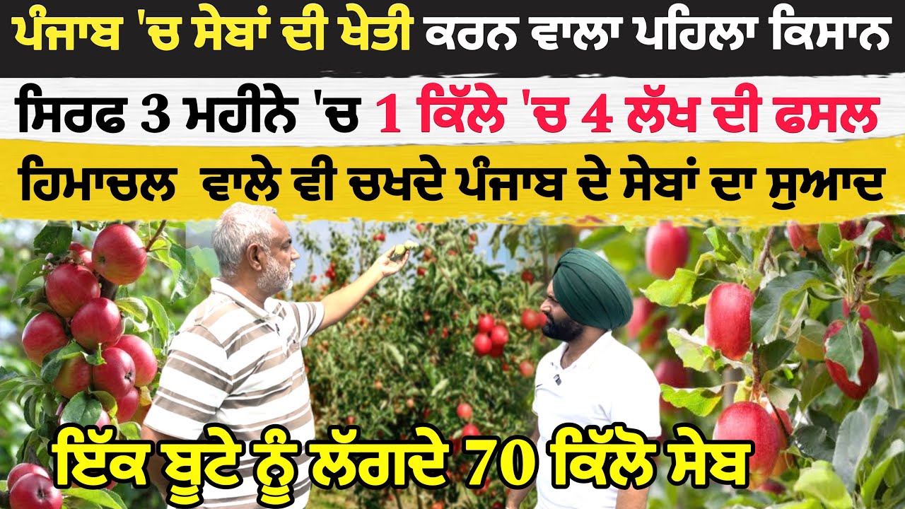ਪੰਜਾਬ 'ਚ  ਸੇਬਾਂ ਦੀ ਖੇਤੀ ਕਰਨ ਵਾਲਾ ਪਹਿਲਾ ਕਿਸਾਨ, ਸਿਰਫ 3 ਮਹੀਨੇ 'ਚ 1 ਕਿੱਲੇ 'ਚ 4 ਲੱਖ ਦੀ ਫਸਲ