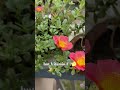vitamin F=Flowers. #plants #aesthetic #portulaca