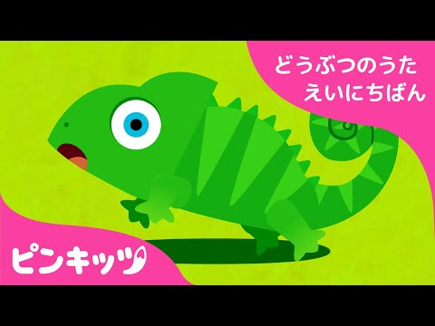 かくれんぼ | どうぶつのうた 英日版 | 子ども向け 英語の歌 | 知育動画 | ピンキッツ！