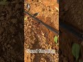 Farm life in china