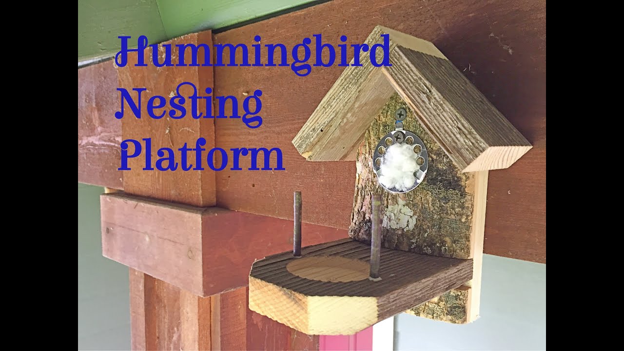 Hummingbird Nesting Platform YouTube