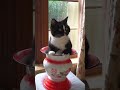 Housework, washing clothes #exlittlebeans #funnycat #funnyvideo