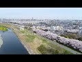 狛江市PR動画「Sakura ×Tama-River × Komae」 cherry blossoms in Komae,Tokyo,Japan