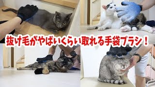 猫4匹にペット手袋ブラシを使ったら恐ろしいほど抜け毛が取れました…！