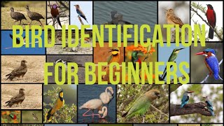 Free Online Bird Identification Course for Beginners screenshot 4