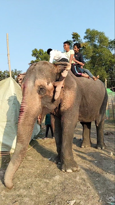 Elephant video Hati video 17.04.2025 #shorts #elephant #hati