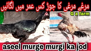 aseel murge murgi ka jod kis umer me lagain | what is best breeding age of aseel birds | G a farm