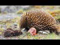 Echidna the mammal giving birth to cute baby