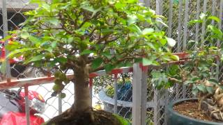 Cây sung cảnh mini – Cách chăm sóc bonsai đẹp mắt
