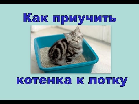 Как приучить котенка к лотку