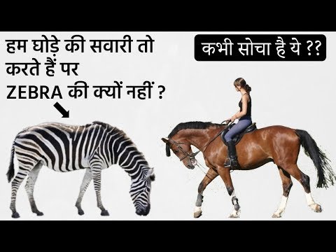 वीडियो: क्या जेब्रा की सवारी की जा सकती है?