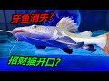 七彩牙魚玩消失，生病的招財貓魚開口進食，應該有救了 #養魚 #觀賞魚 #招財貓魚 #水族