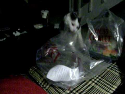 Cat Chewin on a bag