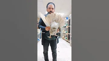 حمام رومي ابطالها بعون الله ملوك حمام مصر لوفيروكاراس 