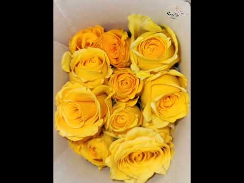 Wholesale Roses: Fresh