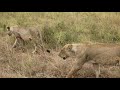 Lions Nairobi national park